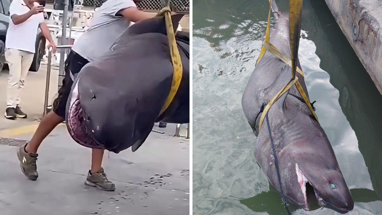 Squalo Di 4 5 Metri Trovato Morto Sulla Spiaggia Di Follonica Era Un Squalo Di 4 5 Metri Trovato Morto Sulla Spiaggia Di Follonica Era Un